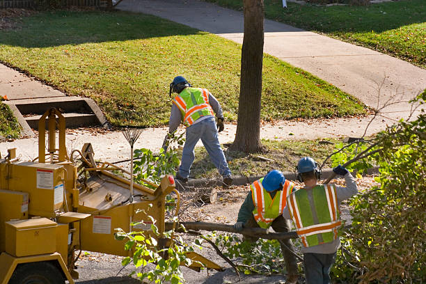 The Steps Involved in Our Tree Care Process in Cincinnati, OH